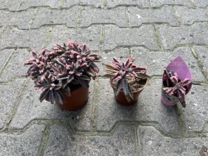 Kalanchoe Daigremont “Pink Butterfly”