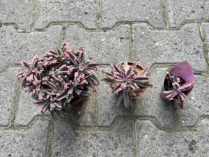 Kalanchoe Daigremont “Pink Butterfly”