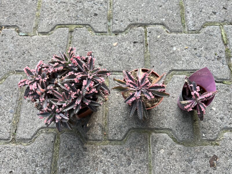 Kalanchoe Daigremont “Pink Butterfly”