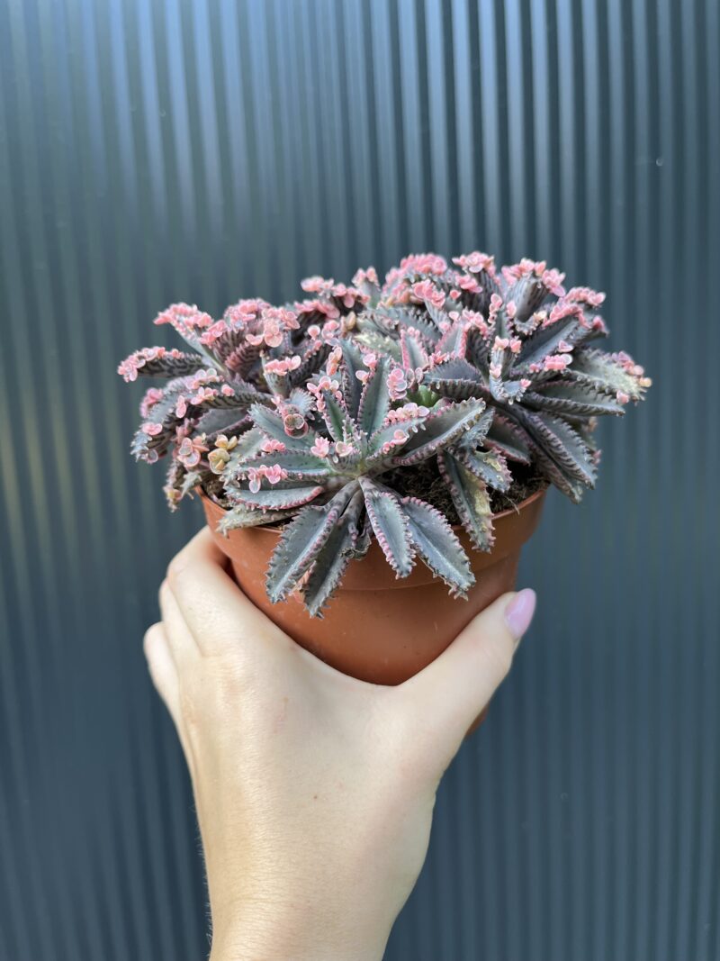 Kalanchoe Daigremont “Pink Butterfly”