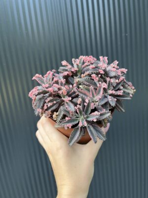 Kalanchoe Daigremont “Pink Butterfly”