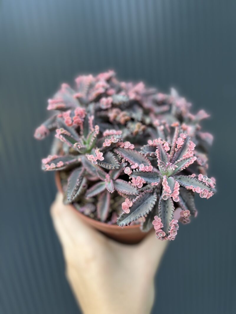 Kalanchoe Daigremont “Pink Butterfly”