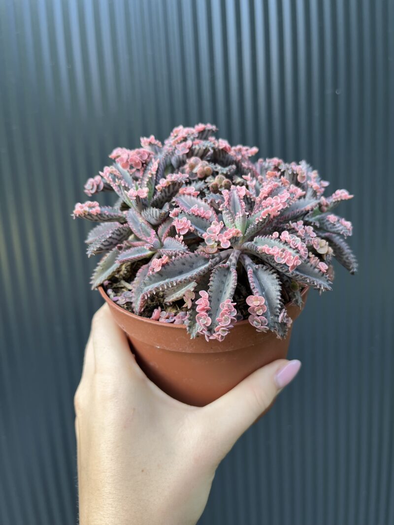 Kalanchoe Daigremont “Pink Butterfly”