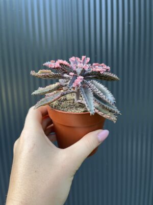 Kalanchoe Daigremont “Pink Butterfly”