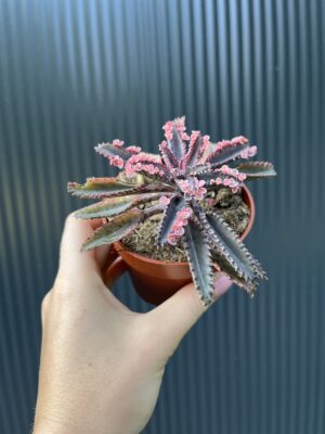 Kalanchoe Daigremont “Pink Butterfly”