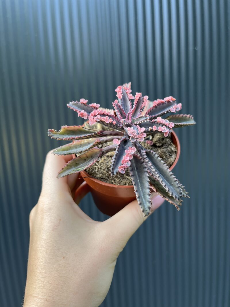 Kalanchoe Daigremont “Pink Butterfly”