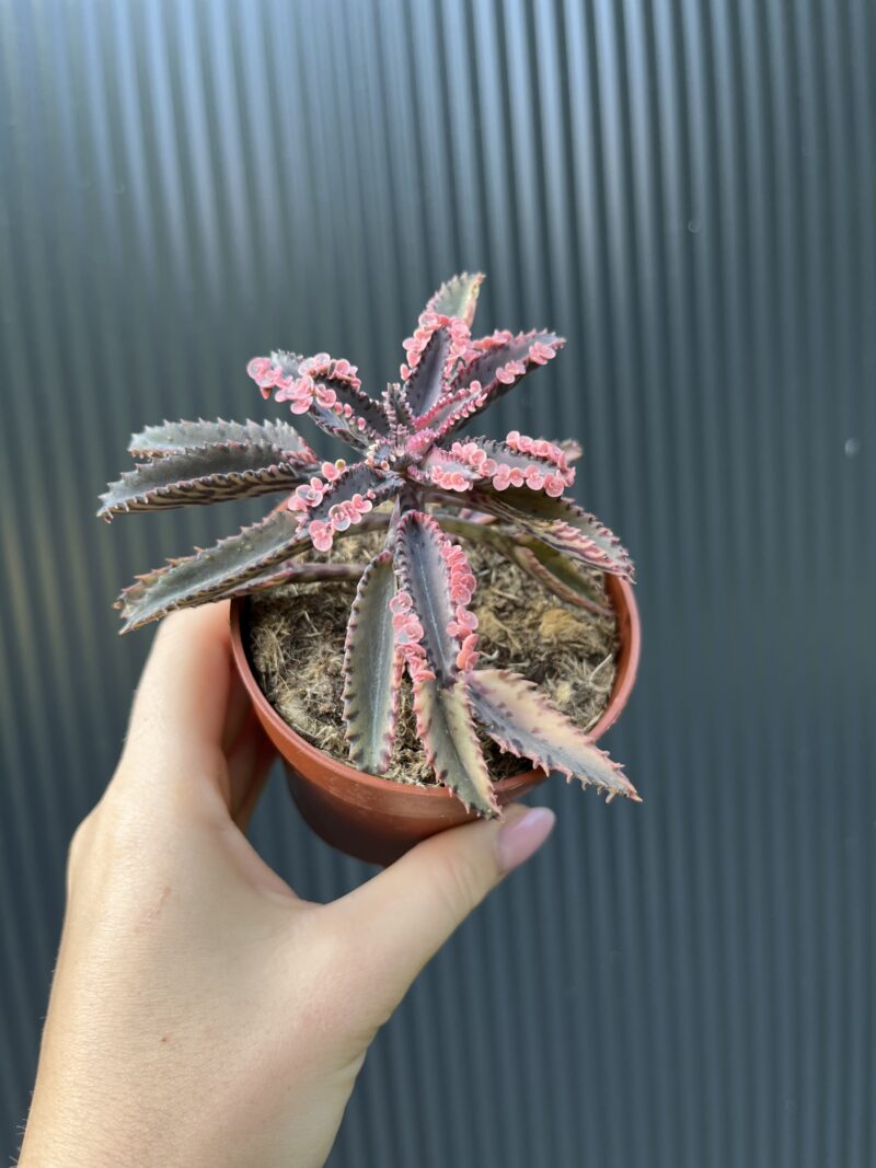 Kalanchoe Daigremont “Pink Butterfly”