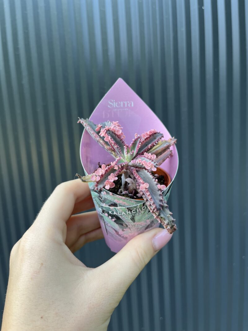 Kalanchoe Daigremont “Pink Butterfly”