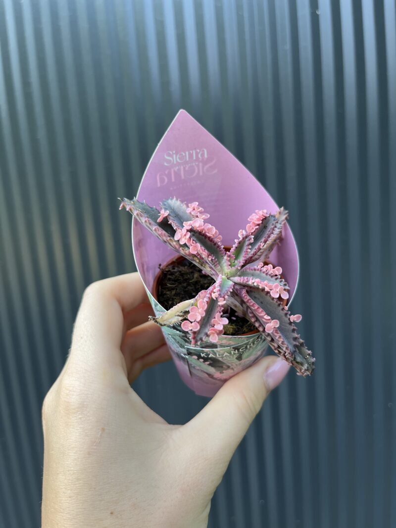 Kalanchoe Daigremont “Pink Butterfly”