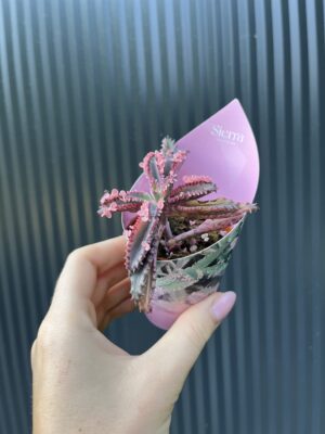 Kalanchoe Daigremont “Pink Butterfly”