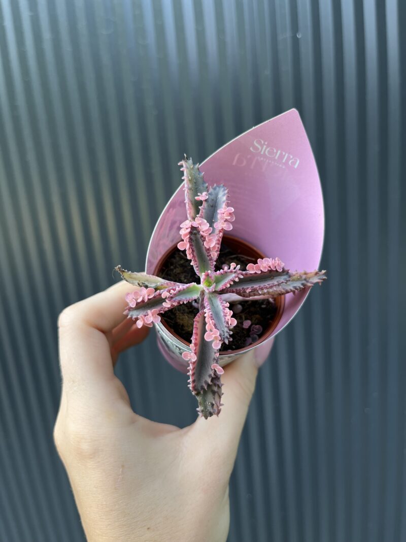 Kalanchoe Daigremont “Pink Butterfly”