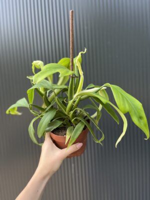Philodendron panduriforme