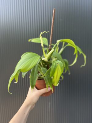 Philodendron panduriforme