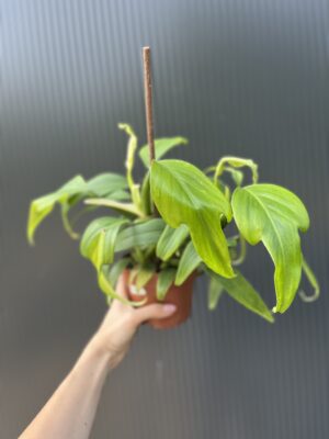 Philodendron panduriforme