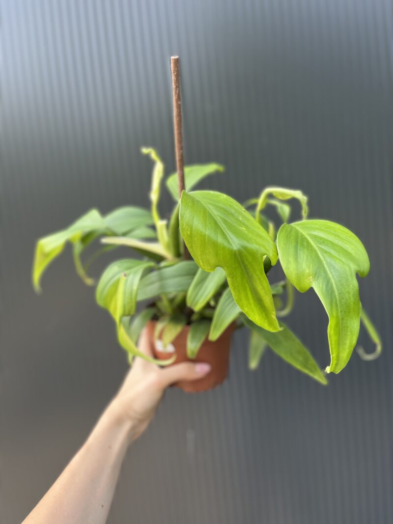 Philodendron panduriforme