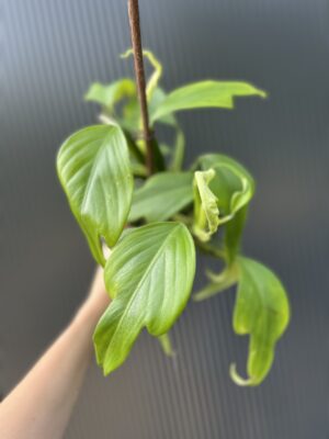Philodendron panduriforme