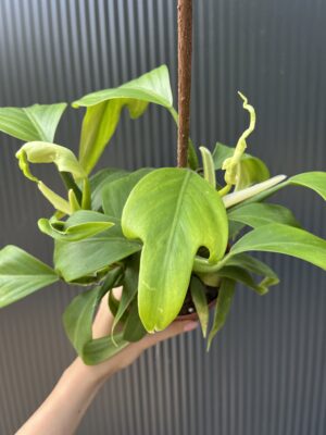 Philodendron panduriforme