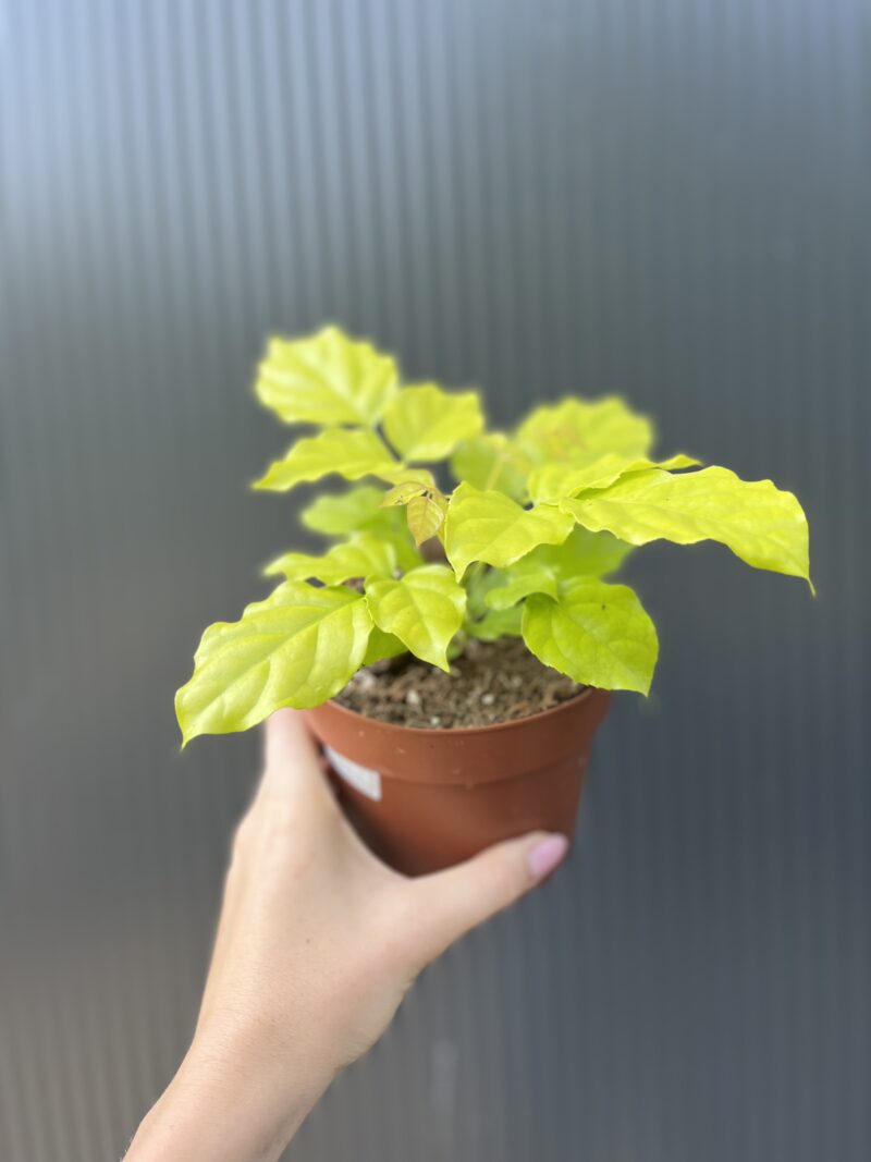 Radermachera ‘Gold Leaves’