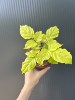 Radermachera ‘Gold Leaves’