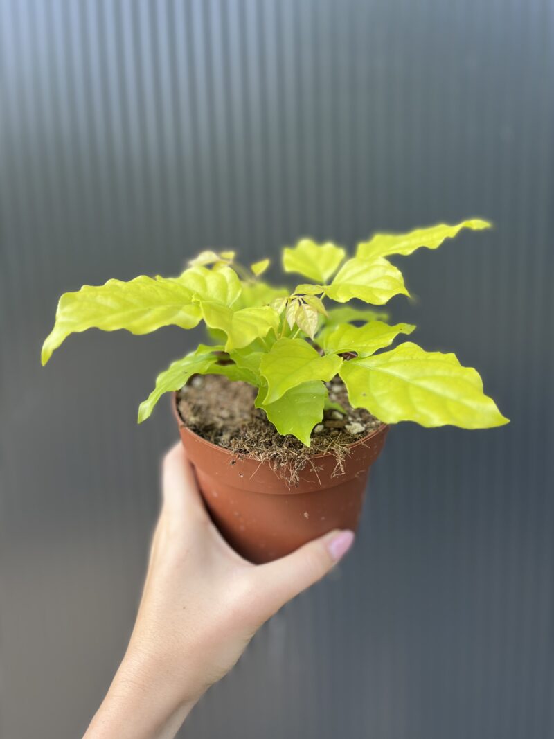 Radermachera ‘Gold Leaves’