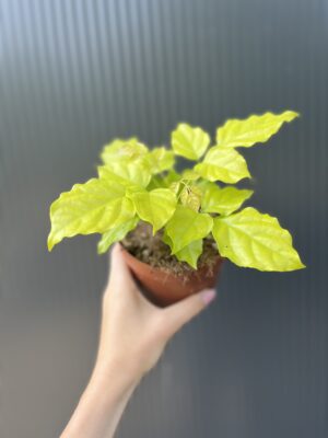 Radermachera ‘Gold Leaves’