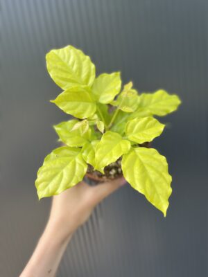 Radermachera ‘Gold Leaves’