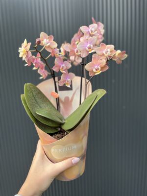 Phalaenopsis ‘Melion’ – storczyk pachnący | Storczyk
