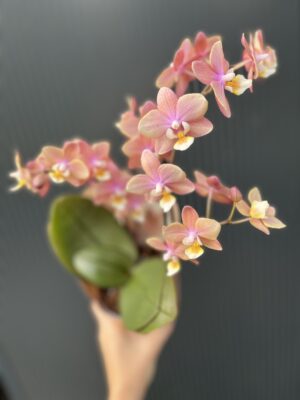Phalaenopsis ‘Melion’ – storczyk pachnący | Storczyk