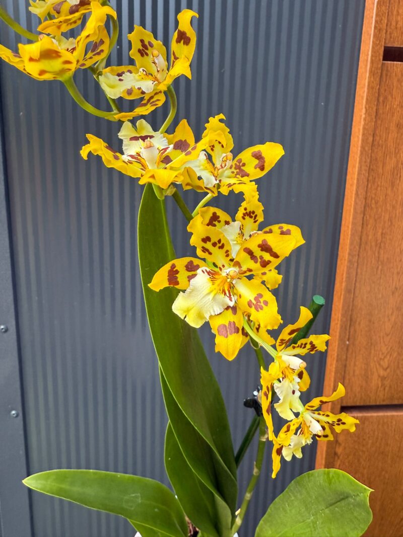 Cambria mix kolorów