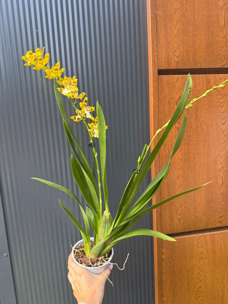 Cambria mix kolorów