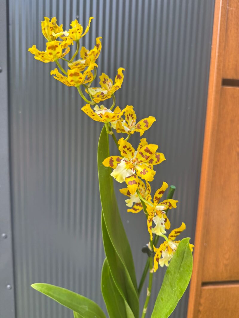 Cambria mix kolorów