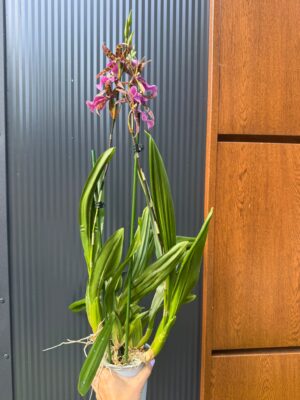 Cambria mix kolorów