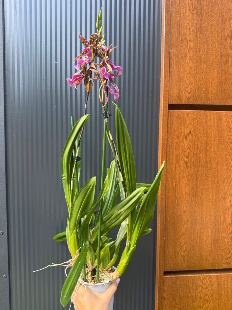 Cambria mix kolorów