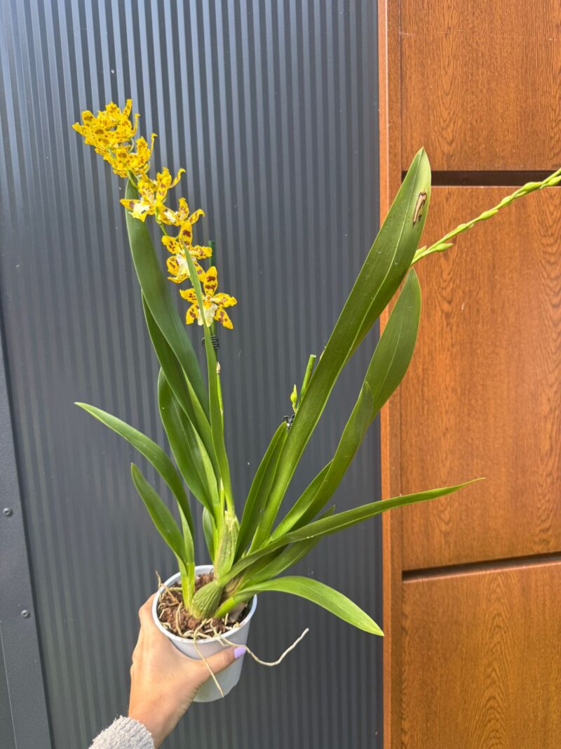 Cambria mix kolorów