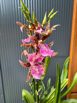 Cambria mix kolorów