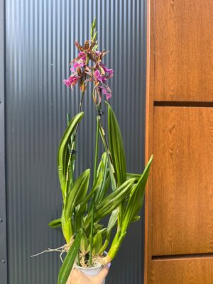 Cambria mix kolorów