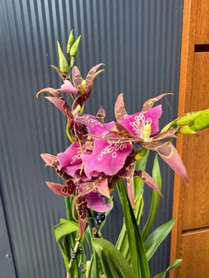 Cambria mix kolorów