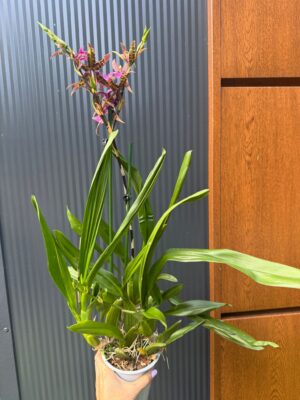 Cambria mix kolorów