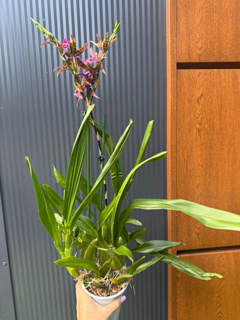 Cambria mix kolorów