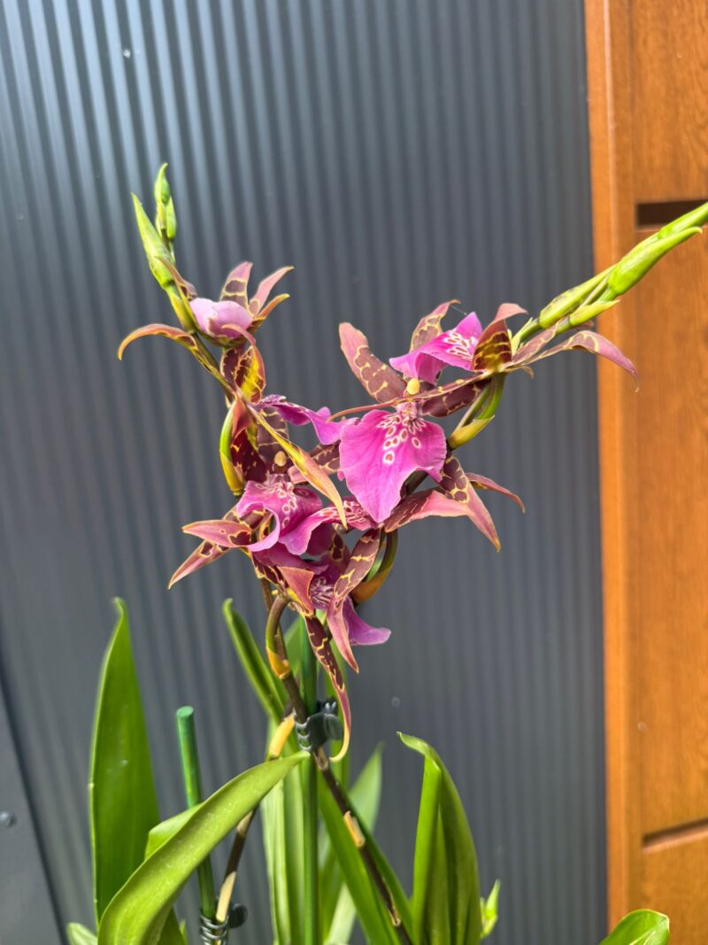 Cambria mix kolorów