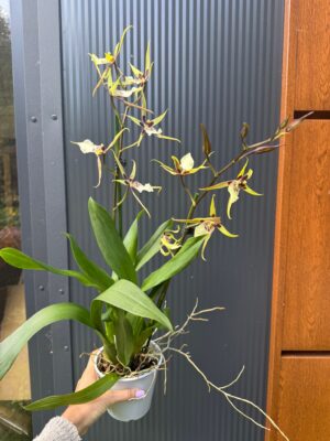 Cambria mix kolorów