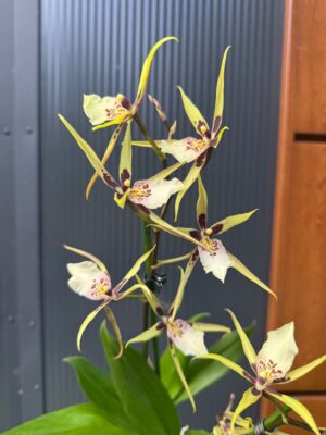 Cambria mix kolorów