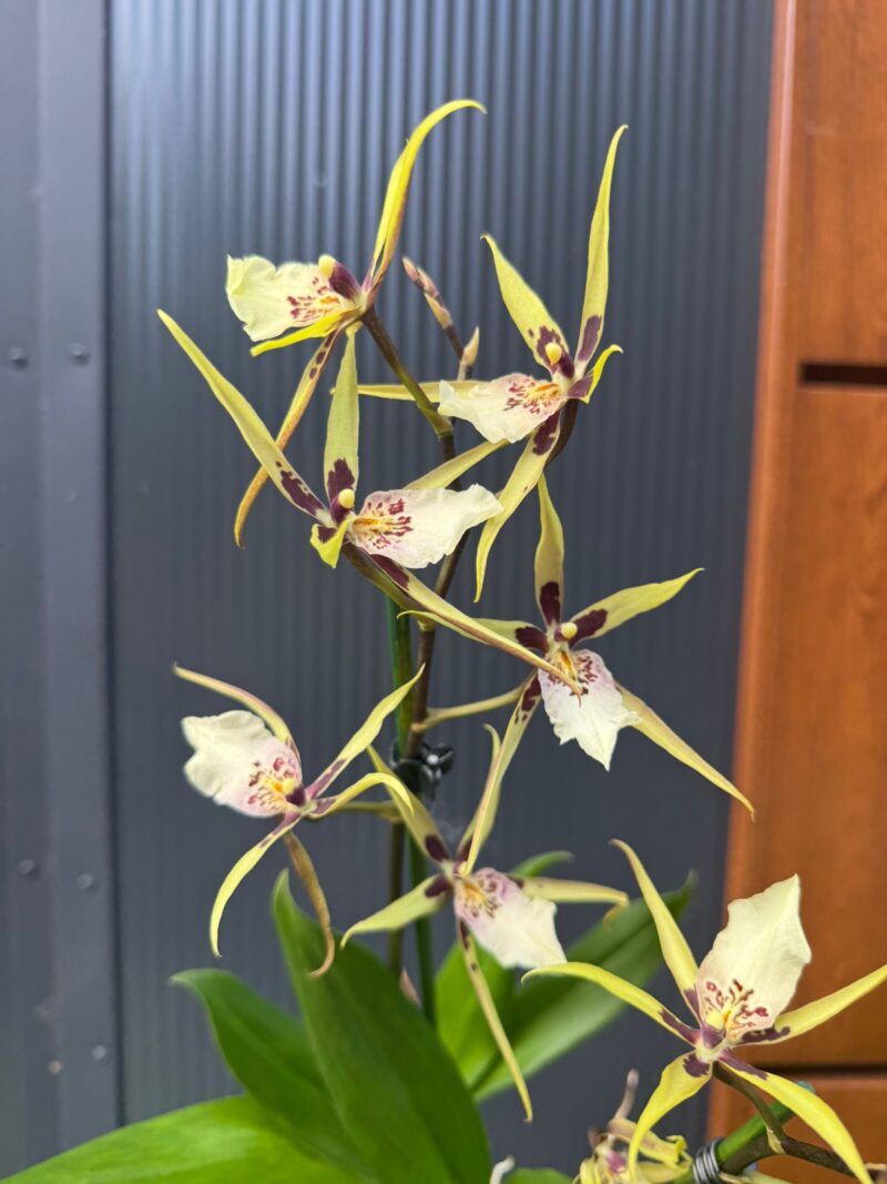 Cambria mix kolorów