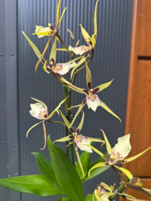 Cambria mix kolorów