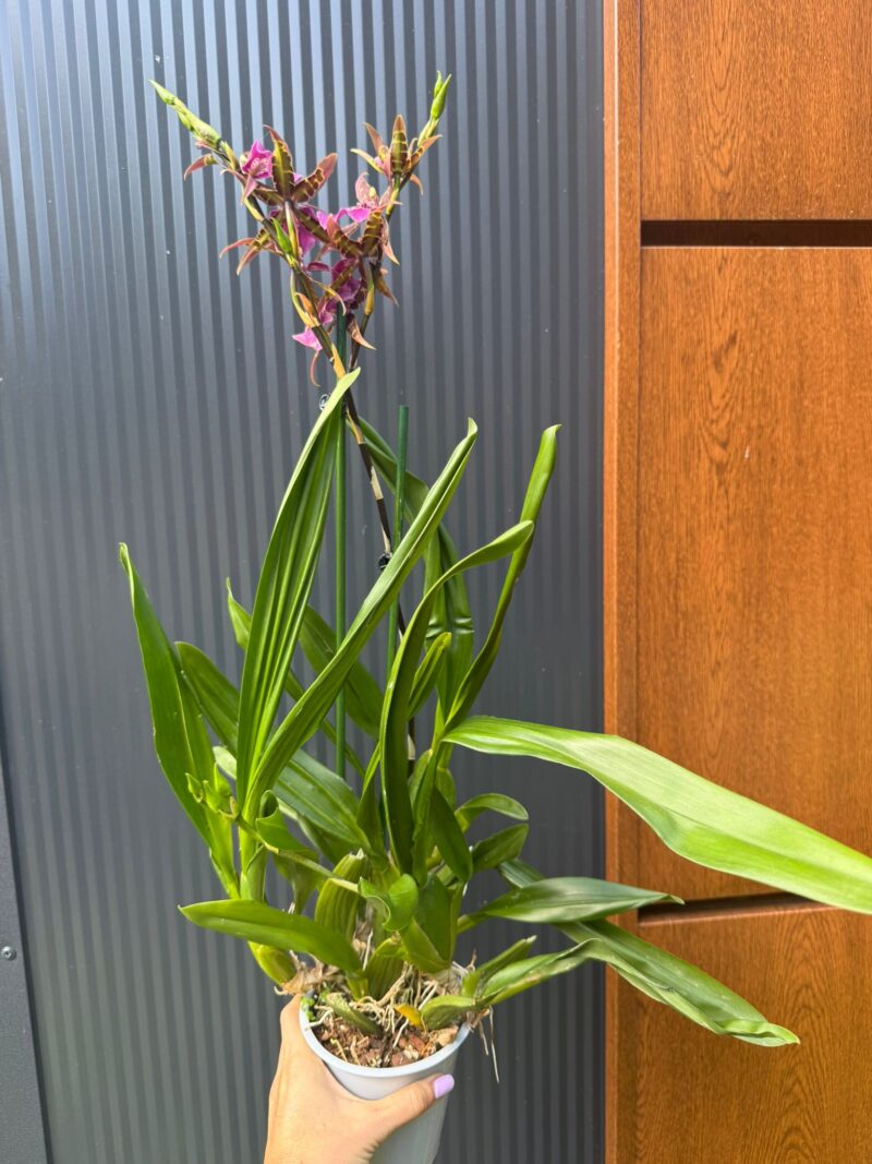 Cambria mix kolorów