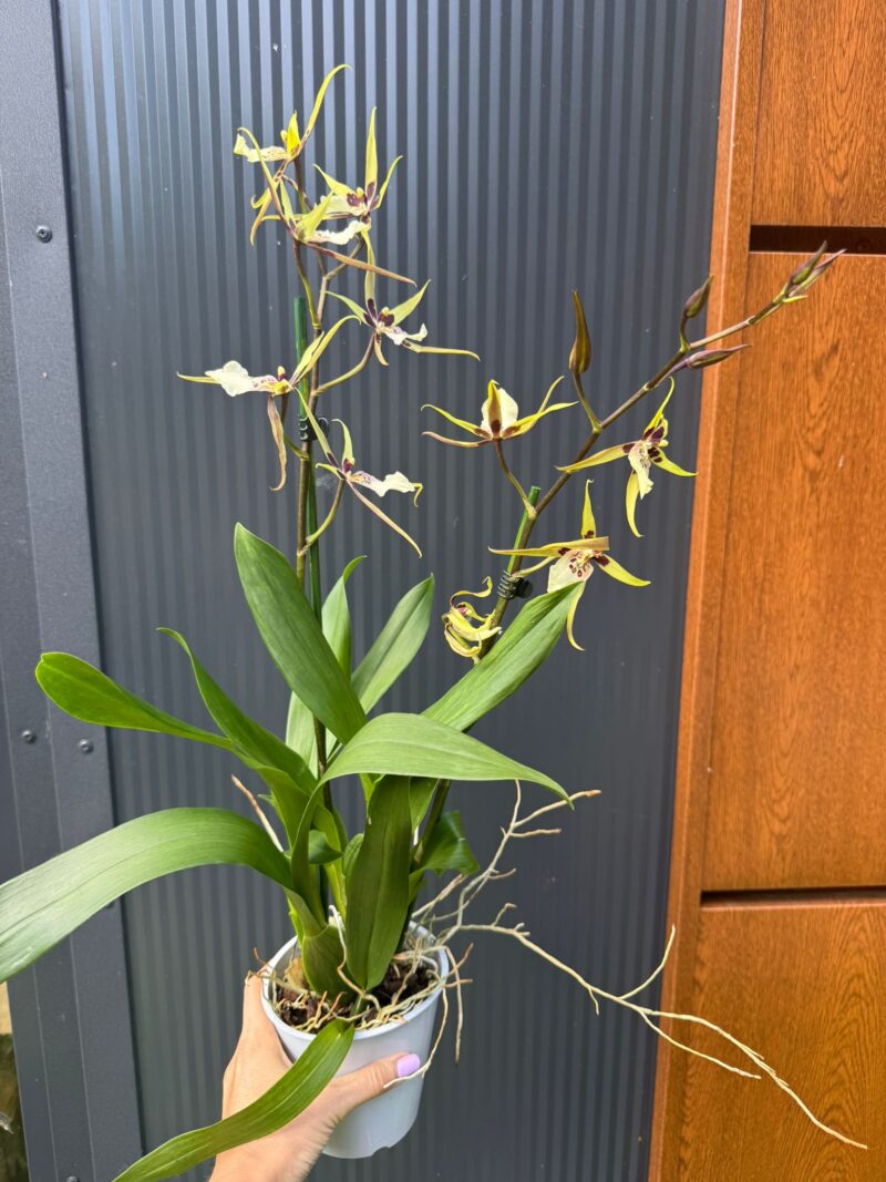 Cambria mix kolorów