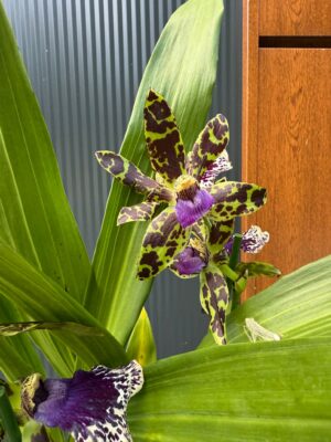 Cambria mix kolorów