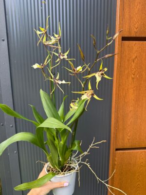 Cambria mix kolorów