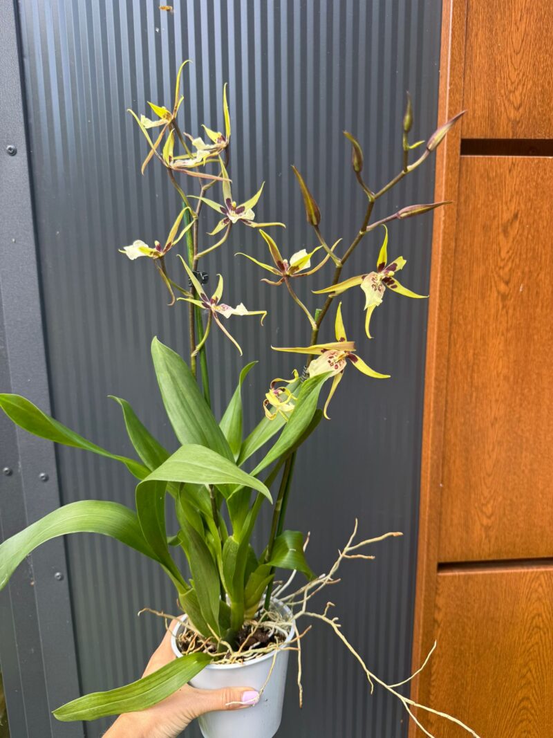 Cambria mix kolorów