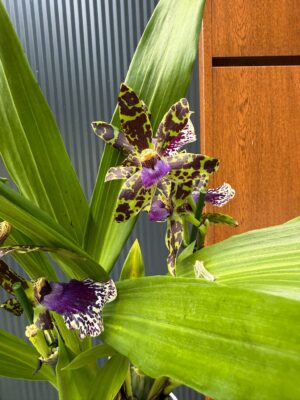 Cambria mix kolorów